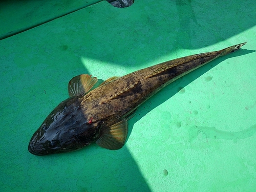 マゴチの釣果