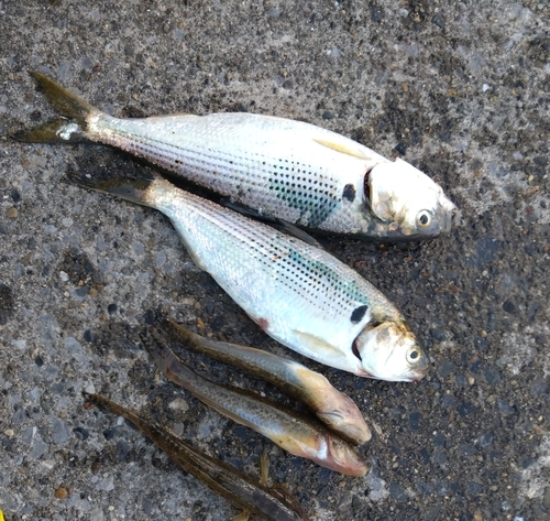 コノシロの釣果