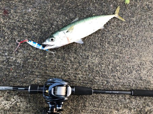 サバの釣果