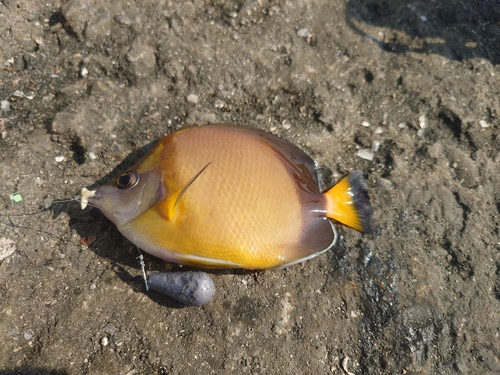 シラコダイの釣果