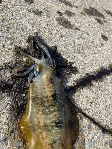 アオリイカの釣果