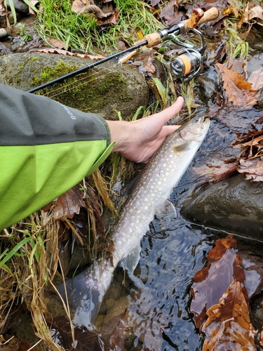 アメマスの釣果