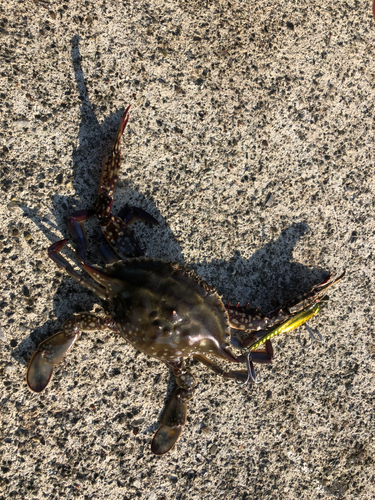 カニの釣果