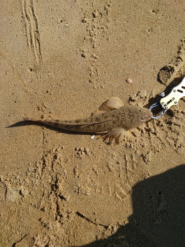 ウシノシタの釣果