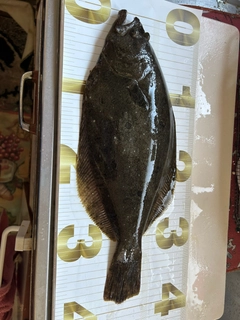 ヒラメの釣果