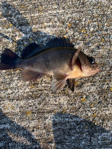 メバルの釣果