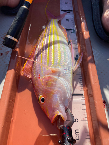 イトヨリダイの釣果