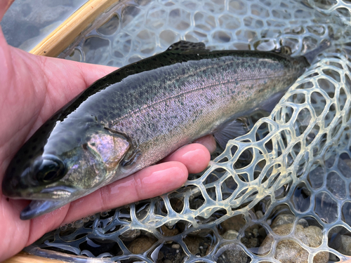 ニジマスの釣果