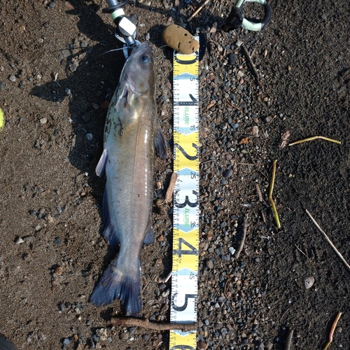 アメリカナマズの釣果