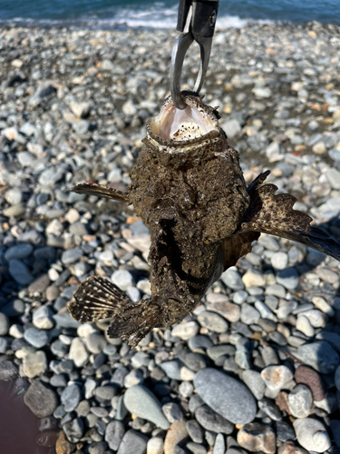 オニオコゼの釣果