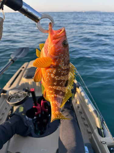 アコウの釣果