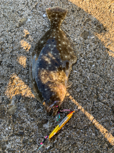 ソゲの釣果