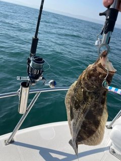 ヒラメの釣果