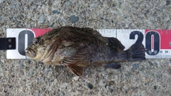 クロソイの釣果