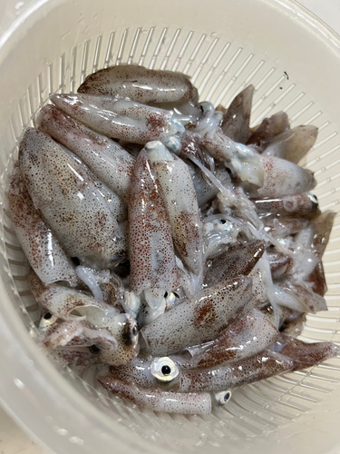 ヒイカの釣果