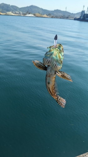 アナハゼの釣果