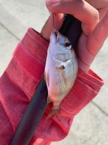 チャリコの釣果