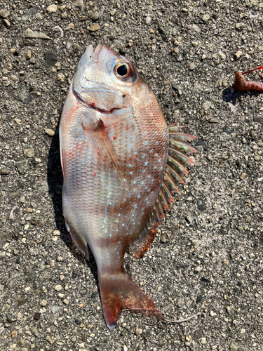 チャリコの釣果