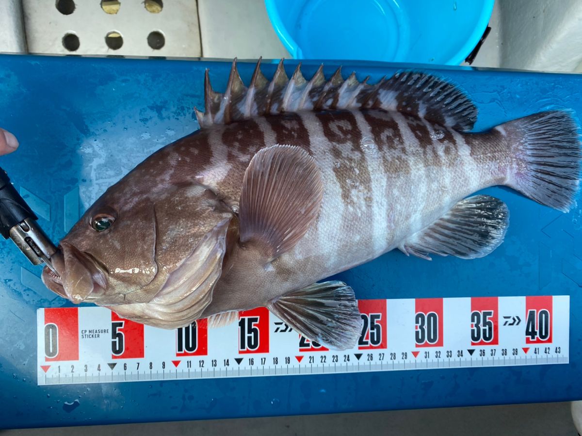 まあぼさんの釣果 3枚目の画像