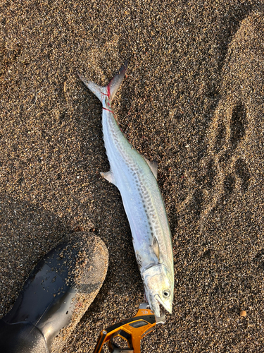 サゴシの釣果