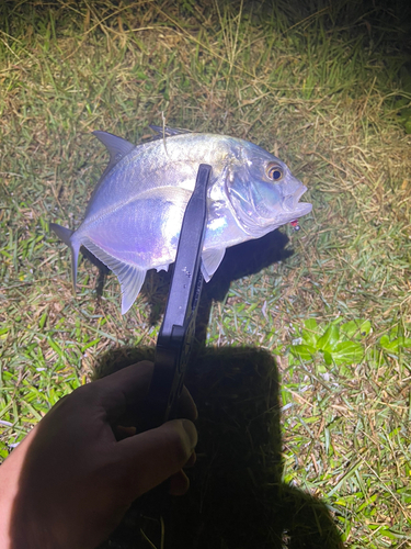 ロウニンアジの釣果