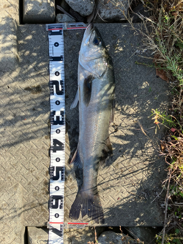 シーバスの釣果