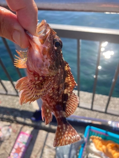 カサゴの釣果