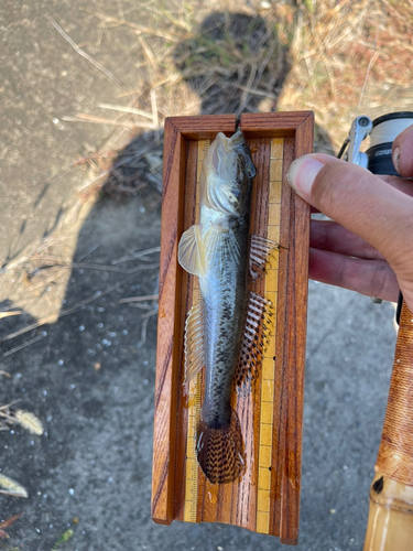 マハゼの釣果