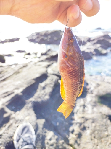 キュウセンの釣果