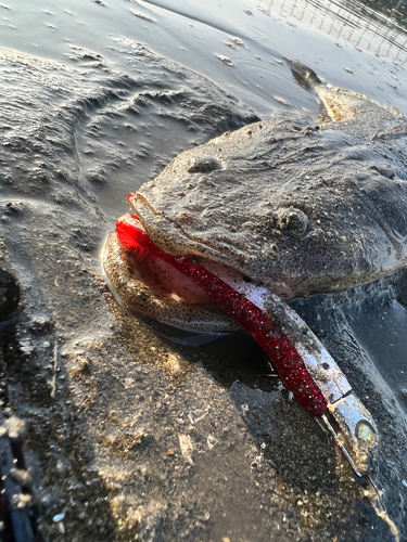 マゴチの釣果