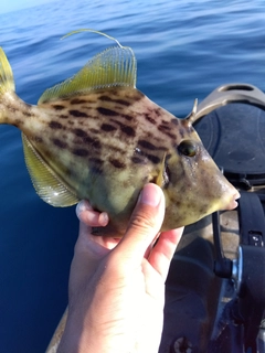 カワハギの釣果