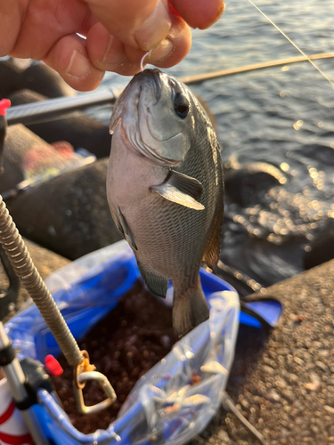 グレの釣果