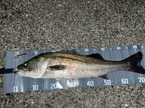 シーバスの釣果