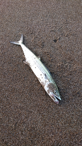 サゴシの釣果