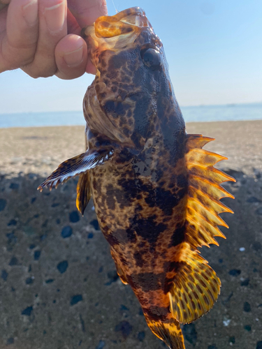 タケノコメバルの釣果