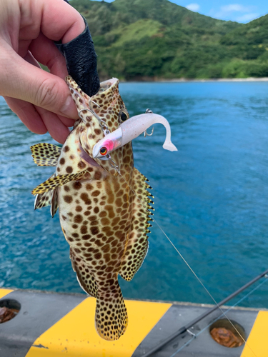 カンモンハタの釣果