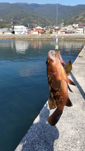 キジハタの釣果