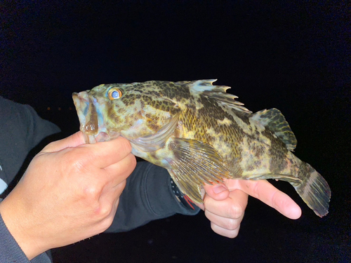 タケノコメバルの釣果