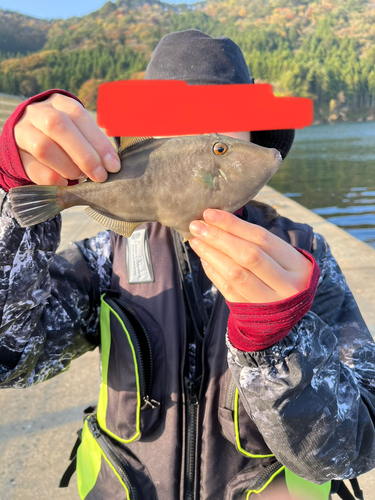 ウマヅラハギの釣果