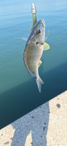 キビレの釣果