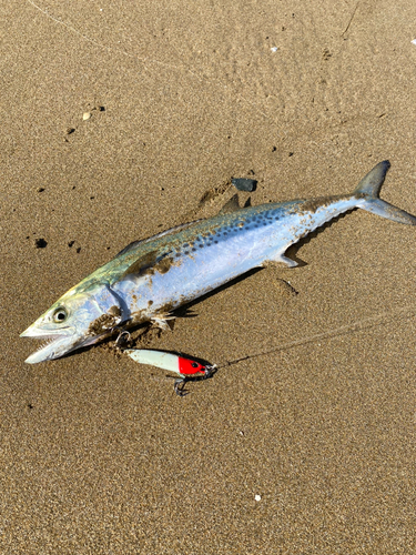 サゴシの釣果