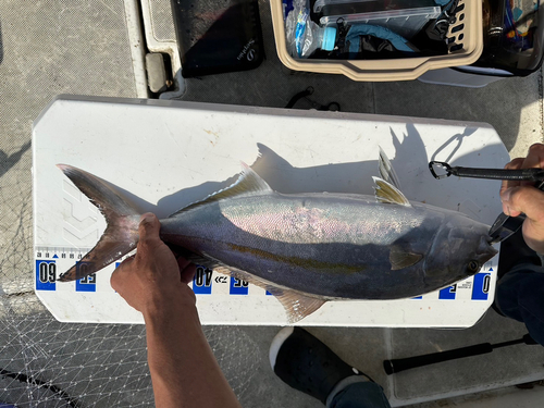 カンパチの釣果