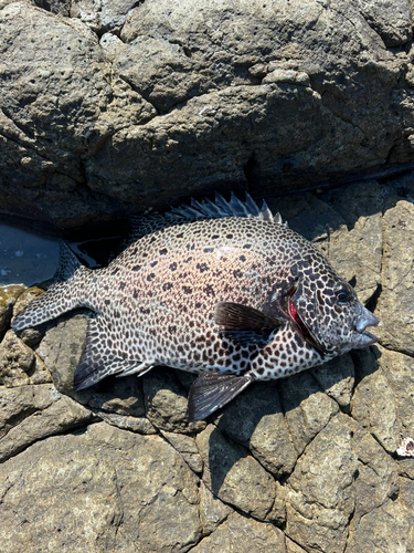 イシガキダイの釣果