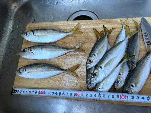 アジの釣果