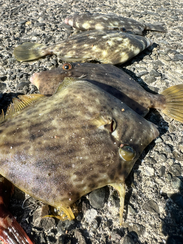 カワハギの釣果