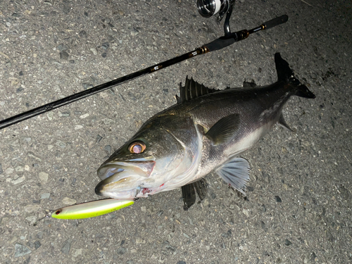 シーバスの釣果