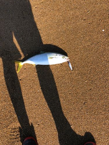 フクラギの釣果