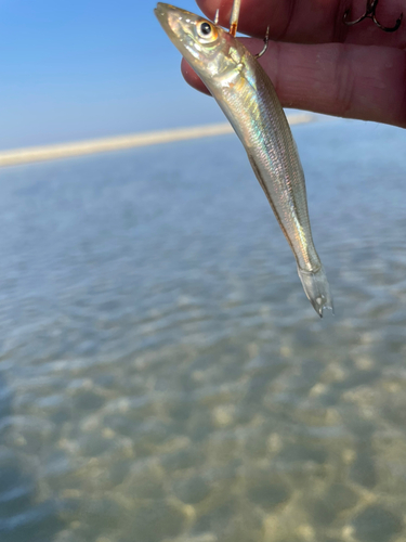 キスの釣果