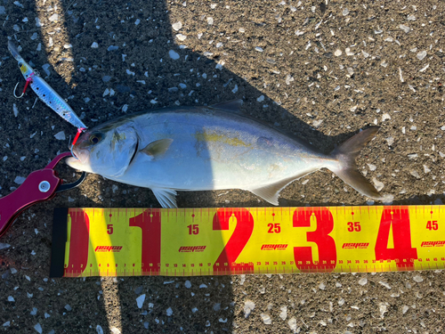 ショゴの釣果