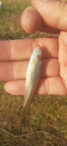 モロコの釣果